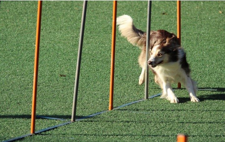 Dog Board and Train