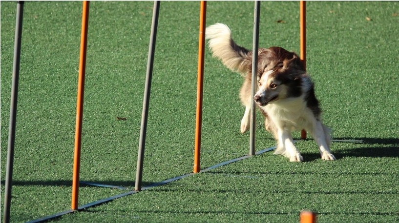 Dog Board and Train