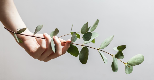 Hang Eucalyptus in Your Shower