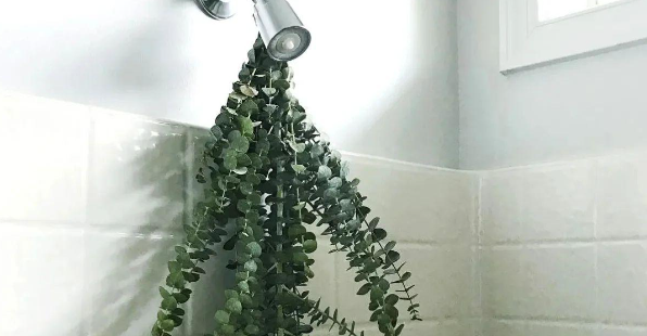 Hang Eucalyptus in Your Shower