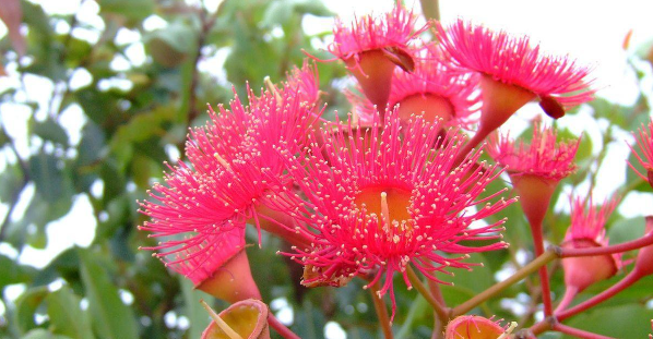 Hang Eucalyptus in Your Shower